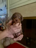 Chocolate , a male Australian Shepherd and Dachshund for sale in Los Angeles, CA – 3 of 3