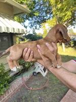 Bella, a female Australian Shepherd and Dachshund for sale in Los Angeles, CA – 3 of 3