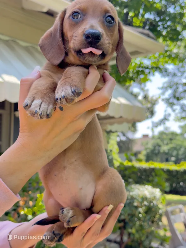 Athena  – Australian Shepherd, Dachshund puppy for sale in Los Angeles, CA