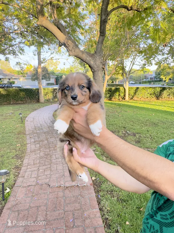 Thor – Australian Shepherd, Dachshund puppy for sale in Los Angeles, CA