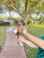 Thor, a male Australian Shepherd and Dachshund for sale in Los Angeles, CA – 1 of 3