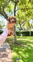 Athena , a female Australian Shepherd and Dachshund for sale in Los Angeles, CA – 4 of 5