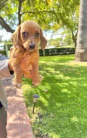Athena , a female Australian Shepherd and Dachshund for sale in Los Angeles, CA – 5 of 5
