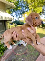 Bella, a female Australian Shepherd and Dachshund for sale in Los Angeles, CA – 2 of 3