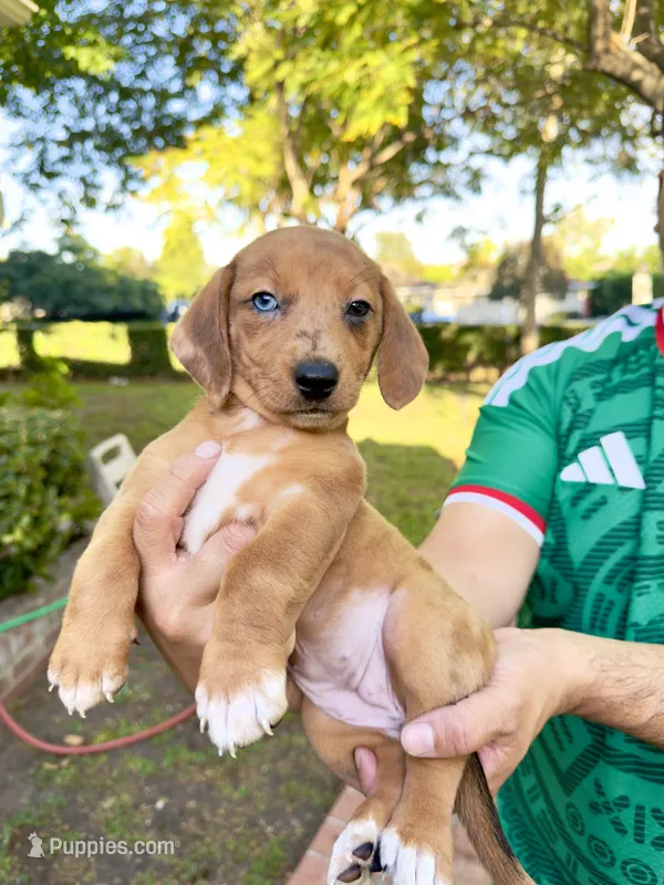 Bella – Australian Shepherd, Dachshund puppy for sale in Los Angeles, CA