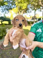 Bella, a female Australian Shepherd and Dachshund for sale in Los Angeles, CA – 1 of 3