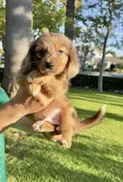 Mufasa, a male Australian Shepherd and Miniature Dachshund for sale in Los Angeles, CA – 2 of 2