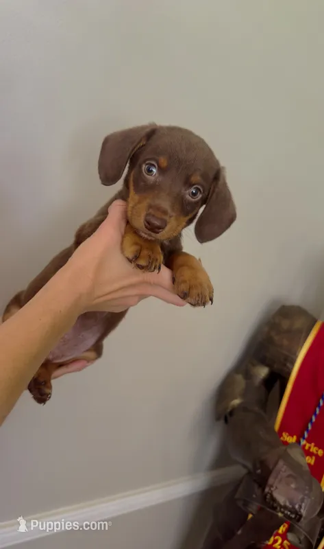Foxy  – Australian Shepherd, Dachshund puppy for sale in Los Angeles, CA