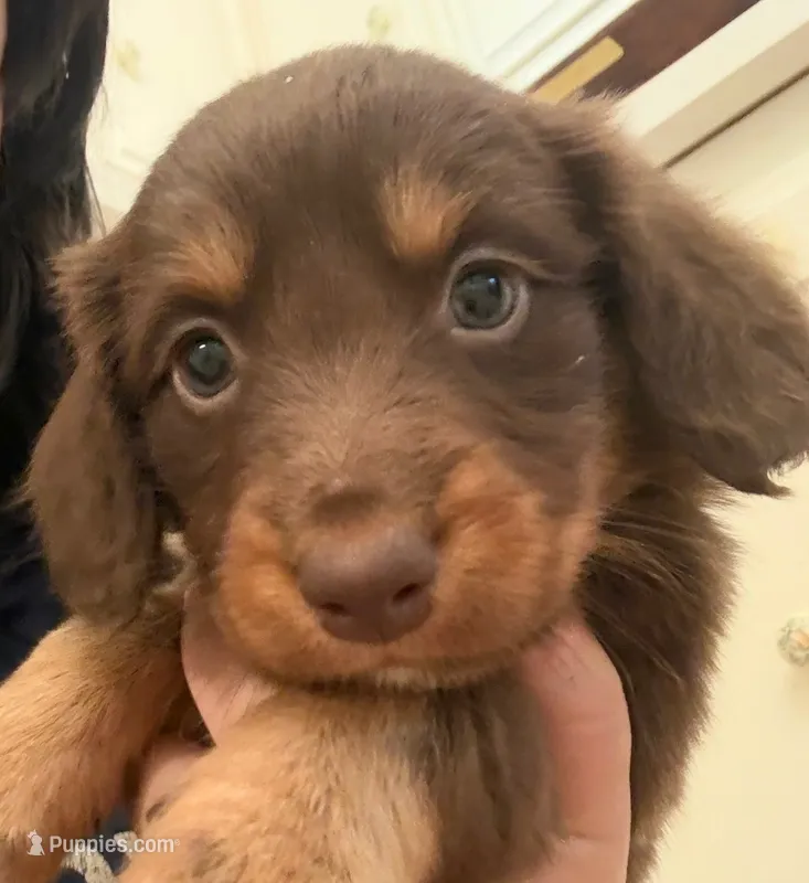 Chocolate  – Australian Shepherd, Dachshund puppy for sale in Los Angeles, CA