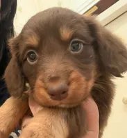 Chocolate , a male Australian Shepherd and Dachshund for sale in Los Angeles, CA – 1 of 3