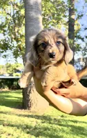 Mufasa, a male Australian Shepherd and Miniature Dachshund for sale in Los Angeles, CA – 1 of 1
