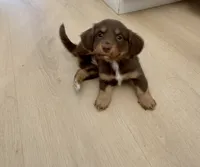 Chocolate , a male Australian Shepherd and Dachshund for sale in Los Angeles, CA – 2 of 3