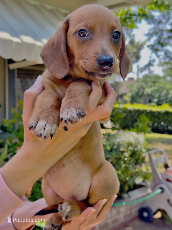 Athena  – Australian Shepherd, Dachshund puppy for sale in Los Angeles, CA