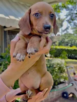 Athena , a female Australian Shepherd and Dachshund for sale in Los Angeles, CA – 2 of 5