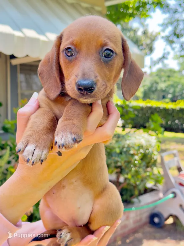 Athena  – Australian Shepherd, Dachshund puppy for sale in Los Angeles, CA