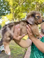 Thor, a male Australian Shepherd and Dachshund for sale in Los Angeles, CA – 2 of 3
