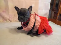 Tia, a male French Bulldog for sale in Springfield, MO – 4 of 5