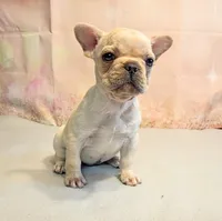Suki, a male French Bulldog for sale in Springfield, MO – 6 of 6