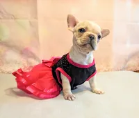 Suki, a male French Bulldog for sale in Springfield, MO – 3 of 6