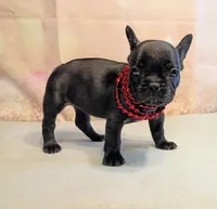 Tia, a male French Bulldog for sale in Springfield, MO – 2 of 5