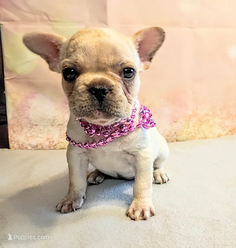 Suki – French Bulldog puppy for sale in Springfield, MO