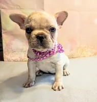 Suki, a male French Bulldog for sale in Springfield, MO – 1 of 6