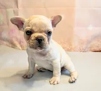 Suki, a male French Bulldog for sale in Springfield, MO – 2 of 6