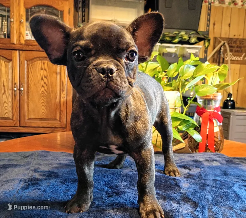 Spencer – French Bulldog puppy for sale in Springfield, MO