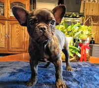 Spencer, a male French Bulldog for sale in Springfield, MO – 1 of 3