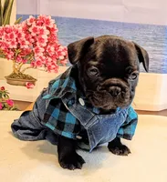 Scout, a male French Bulldog for sale in Springfield, MO – 2 of 3
