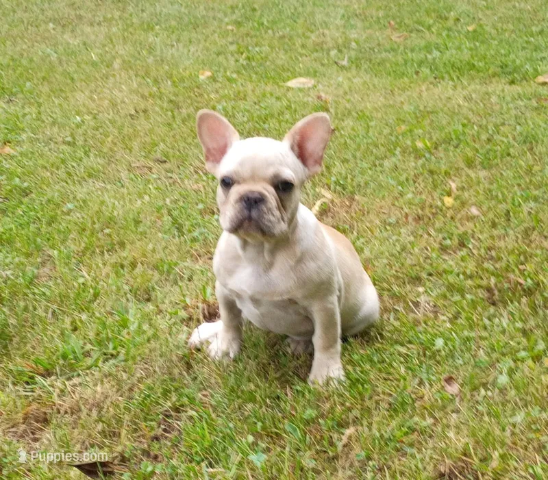 Suki – French Bulldog puppy for sale in Springfield, MO