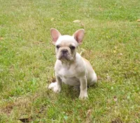 Suki, a female French Bulldog for sale in Springfield, MO – 1 of 9
