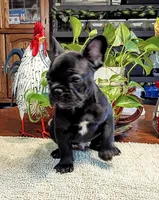 Scout, a male French Bulldog for sale in Springfield, MO – 6 of 6