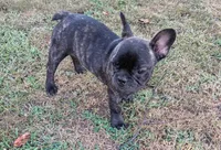 Spencer, a male French Bulldog for sale in Springfield, MO – 2 of 3