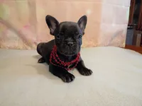 Tia, a male French Bulldog for sale in Springfield, MO – 5 of 5