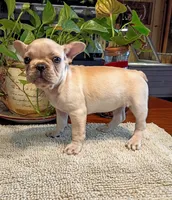 Suki, a male French Bulldog for sale in Springfield, MO – 9 of 9