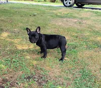 Scout, a male French Bulldog for sale in Springfield, MO – 7 of 7