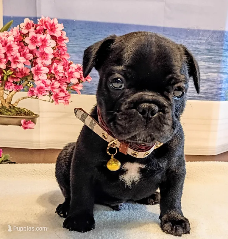 Scout – French Bulldog puppy for sale in Springfield, MO