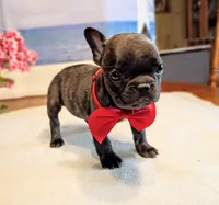 Spencer (Hold), a male French Bulldog for sale in Springfield, MO – 2 of 3