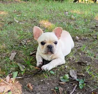 Suki, a female French Bulldog for sale in Springfield, MO – 9 of 9