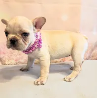 Suki, a male French Bulldog for sale in Springfield, MO – 4 of 6