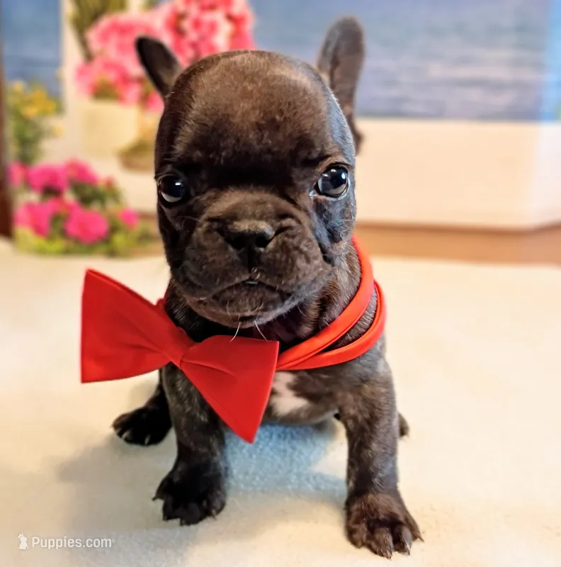 Spencer (Hold) – French Bulldog puppy for sale in Springfield, MO