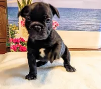 Scout, a male French Bulldog for sale in Springfield, MO – 3 of 3