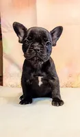 Tia, a male French Bulldog for sale in Springfield, MO – 3 of 5