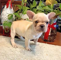 Suki, a male French Bulldog for sale in Springfield, MO – 2 of 9