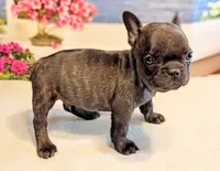 Spencer (Hold), a male French Bulldog for sale in Springfield, MO – 3 of 3