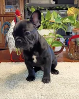 Scout, a male French Bulldog for sale in Springfield, MO – 5 of 6