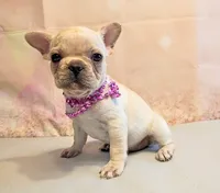 Suki, a male French Bulldog for sale in Springfield, MO – 5 of 6