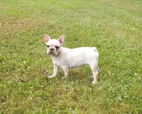 Suki, a female French Bulldog for sale in Springfield, MO – 8 of 9