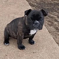 Sadie/HOLD, a female English Bulldog and French Bulldog for sale in Springfield, MO – Photo 5 of 5